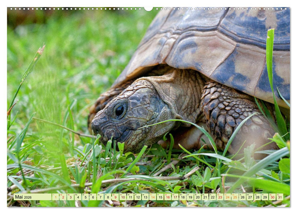 Herkules and Friends (CALVENDO Wandkalender 2026)