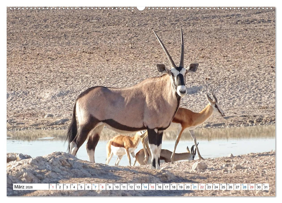 Namibia, Faszination Wüste und Tierwelt (CALVENDO Wandkalender 2026)