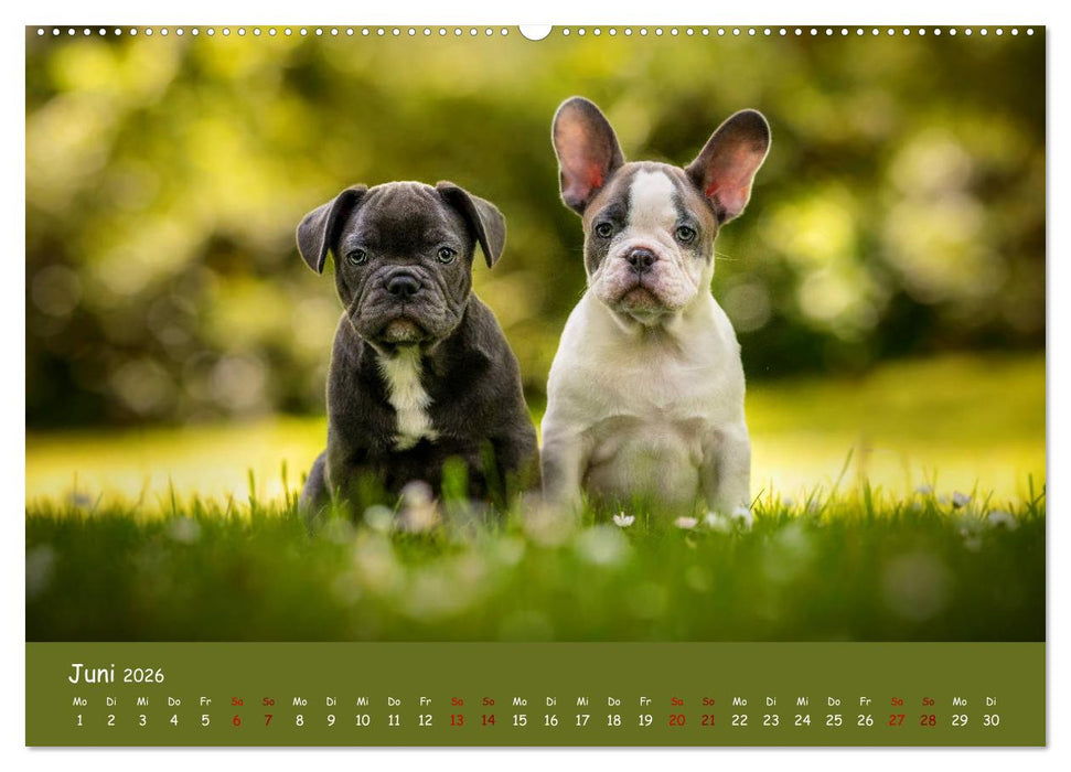 Französische Bulldogge - Clowns auf vier Pfoten (CALVENDO Wandkalender 2026)