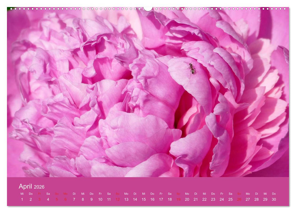 Fauna trifft Flora - Tierischer Besuch im Pflanzenreich (CALVENDO Wandkalender 2026)