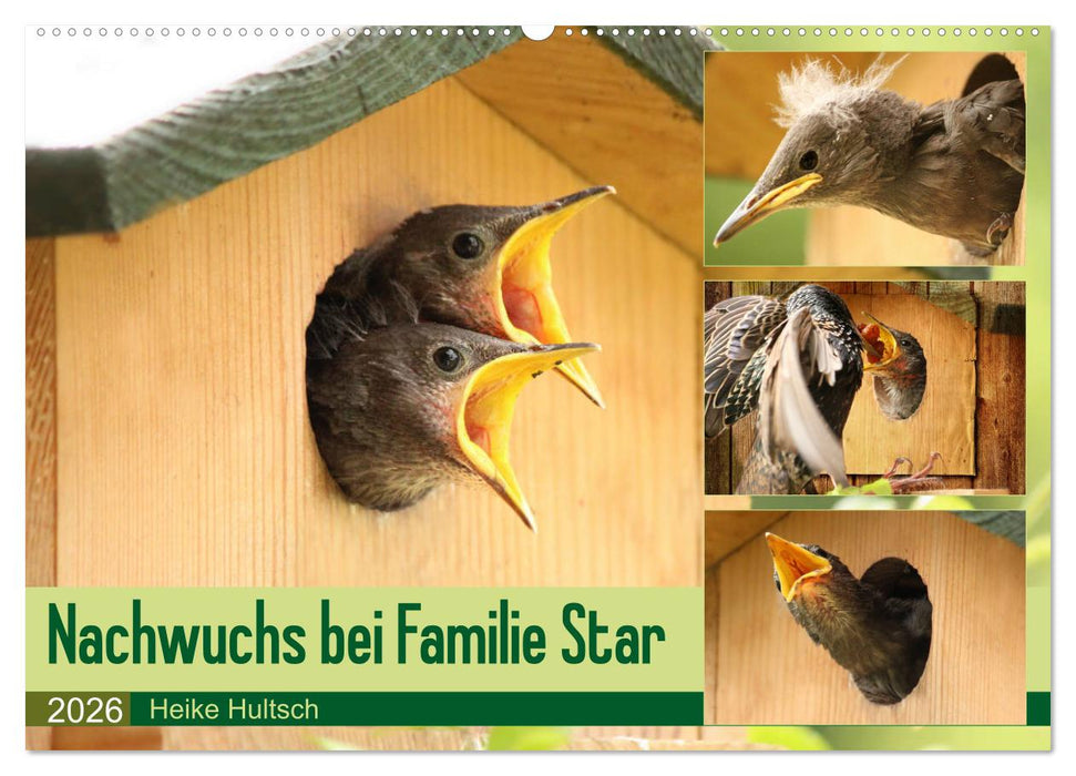 Nachwuchs bei Familie Star (CALVENDO Wandkalender 2026)