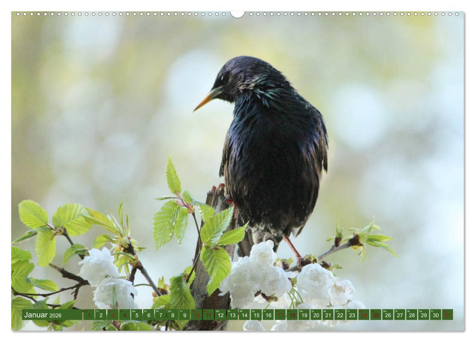 Nachwuchs bei Familie Star (CALVENDO Wandkalender 2026)