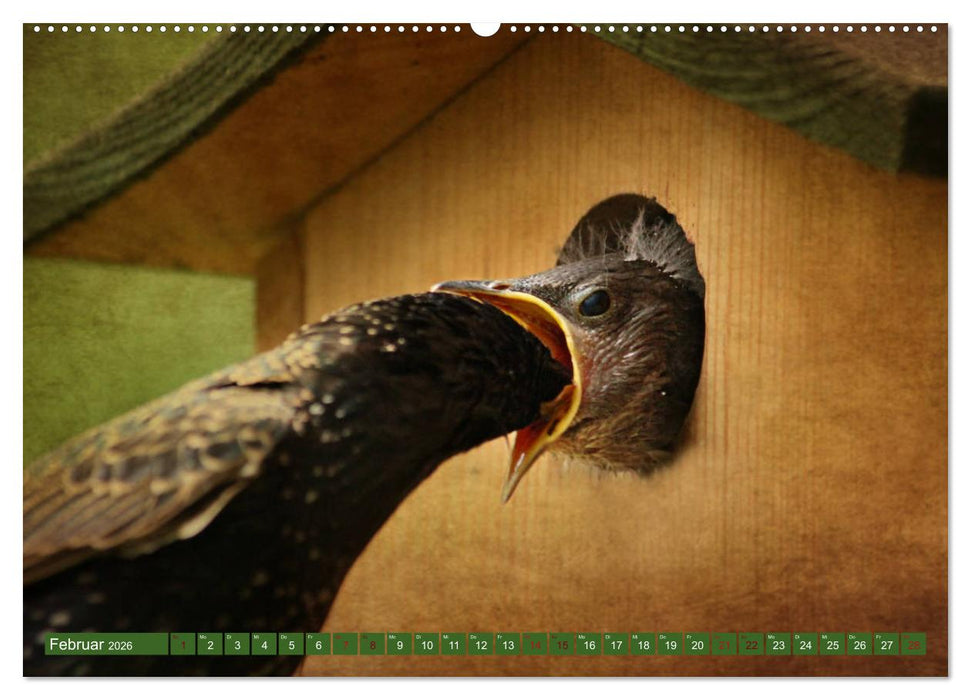 Nachwuchs bei Familie Star (CALVENDO Wandkalender 2026)