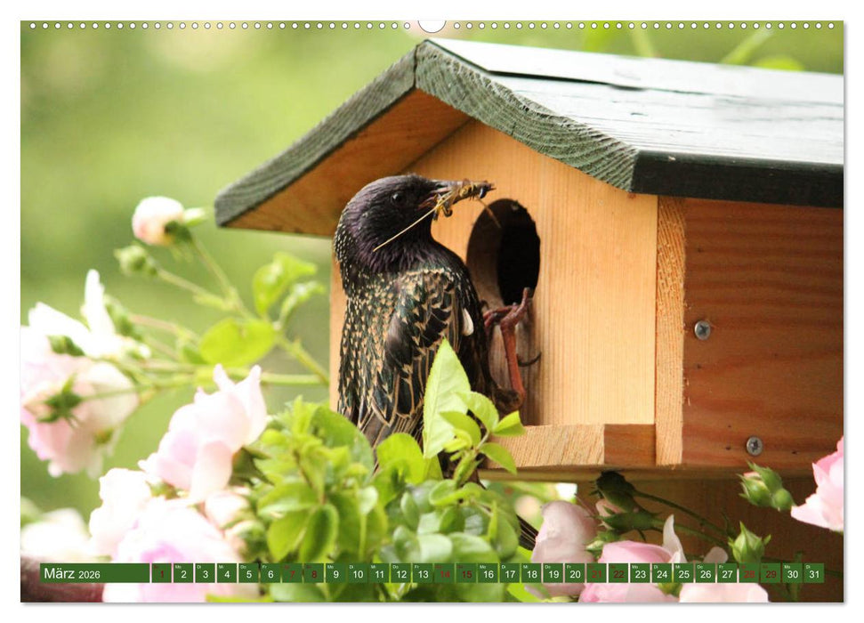 Nachwuchs bei Familie Star (CALVENDO Wandkalender 2026)