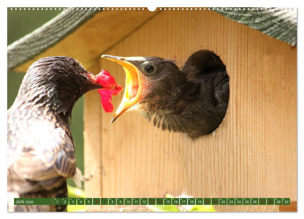 Nachwuchs bei Familie Star (CALVENDO Wandkalender 2026)