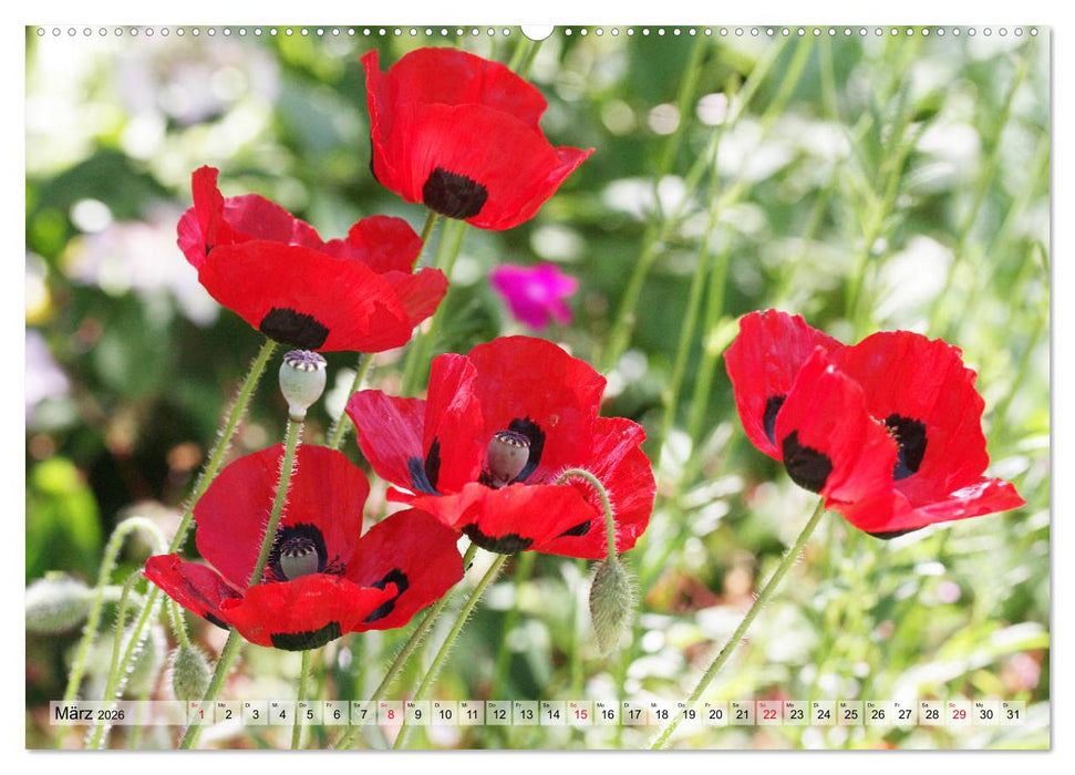 Es blüht im Sommer (CALVENDO Wandkalender 2026)