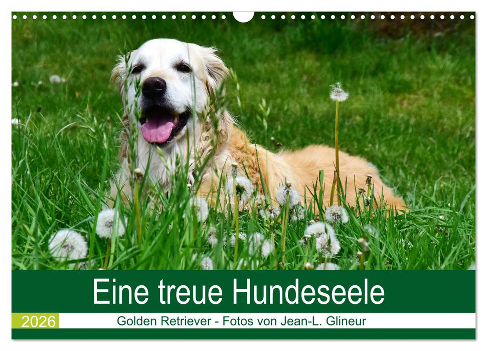 Eine treue Hundeseele - Golden Retriever (CALVENDO Wandkalender 2026)