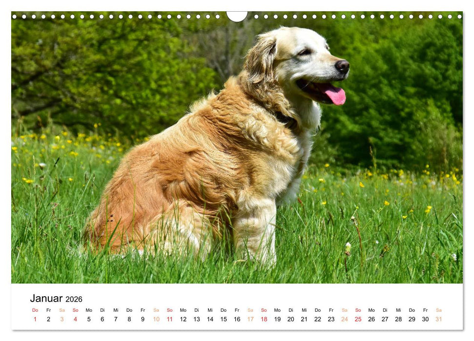 Eine treue Hundeseele - Golden Retriever (CALVENDO Wandkalender 2026)
