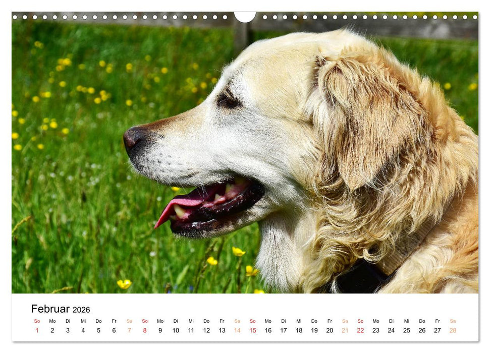 Eine treue Hundeseele - Golden Retriever (CALVENDO Wandkalender 2026)