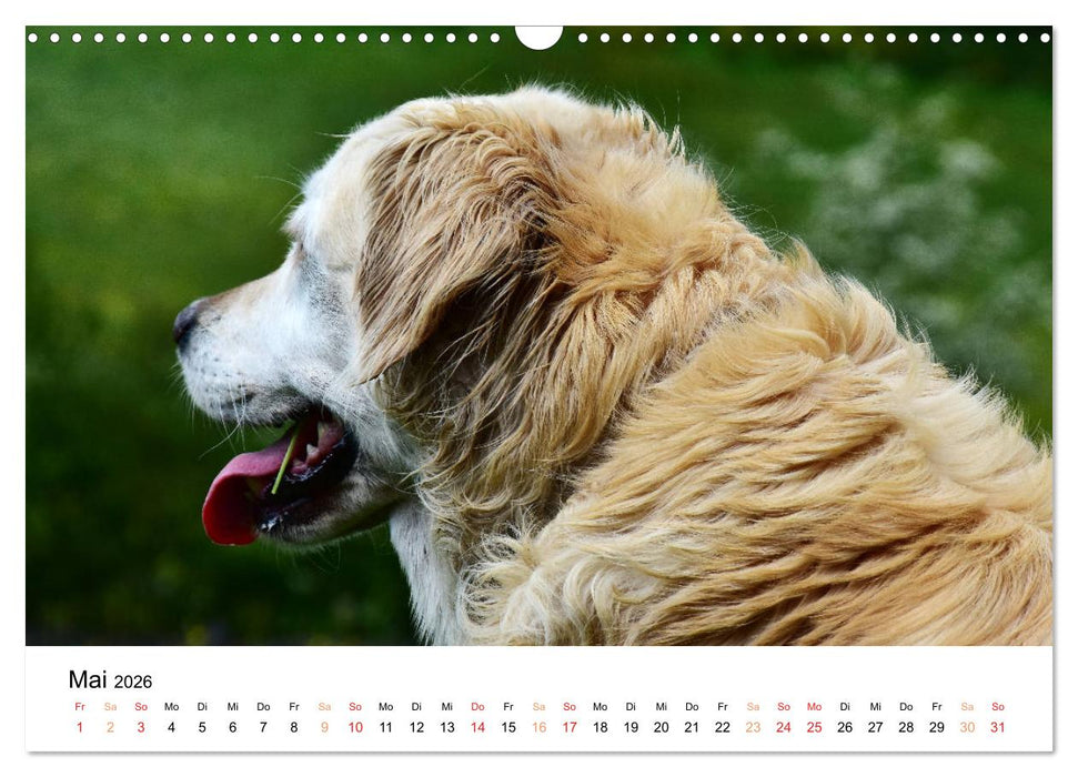 Eine treue Hundeseele - Golden Retriever (CALVENDO Wandkalender 2026)