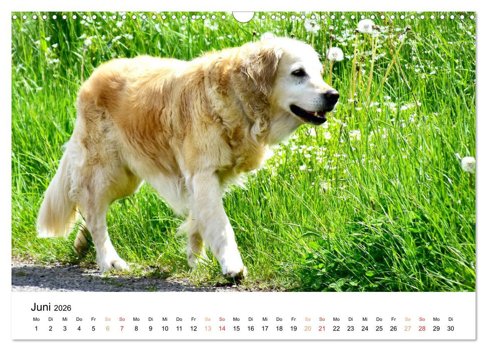 Eine treue Hundeseele - Golden Retriever (CALVENDO Wandkalender 2026)