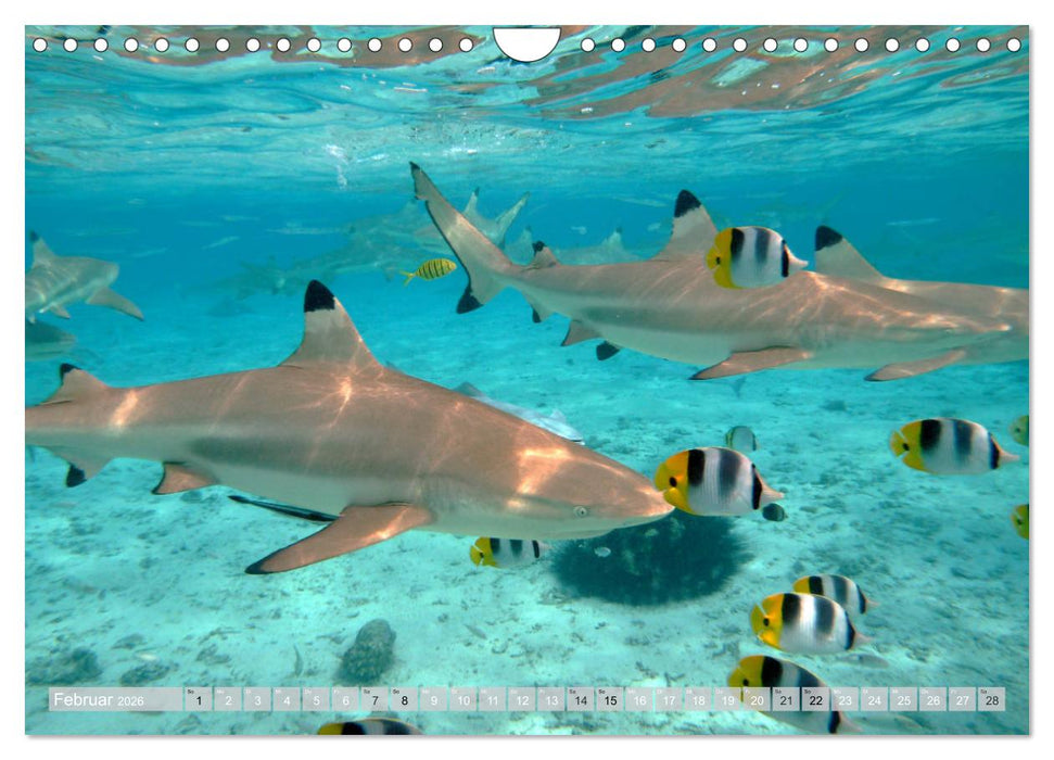 Bora Bora - Strände und Landschaften (CALVENDO Wandkalender 2026)