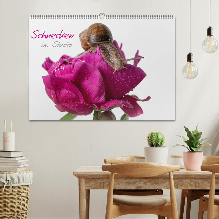 Schnecken im Studio (CALVENDO Wandkalender 2026)