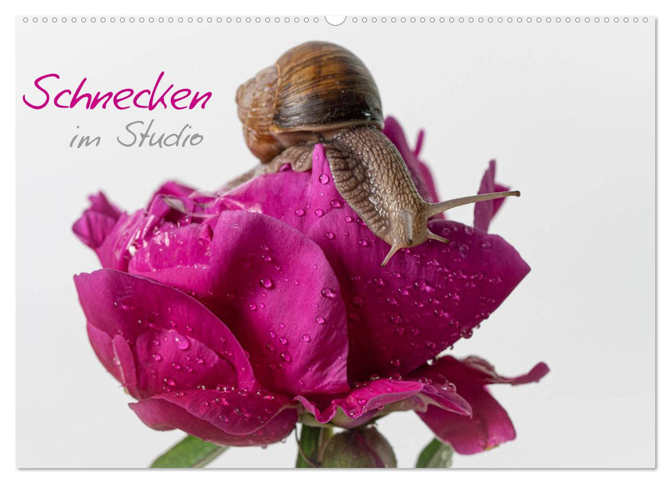 Schnecken im Studio (CALVENDO Wandkalender 2026)