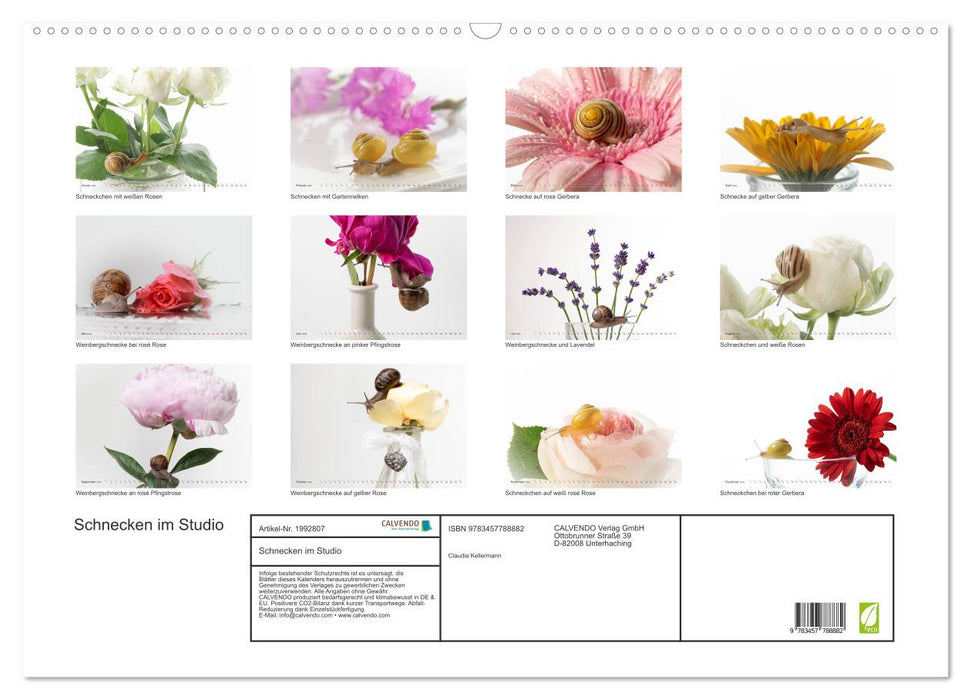 Schnecken im Studio (CALVENDO Wandkalender 2026)