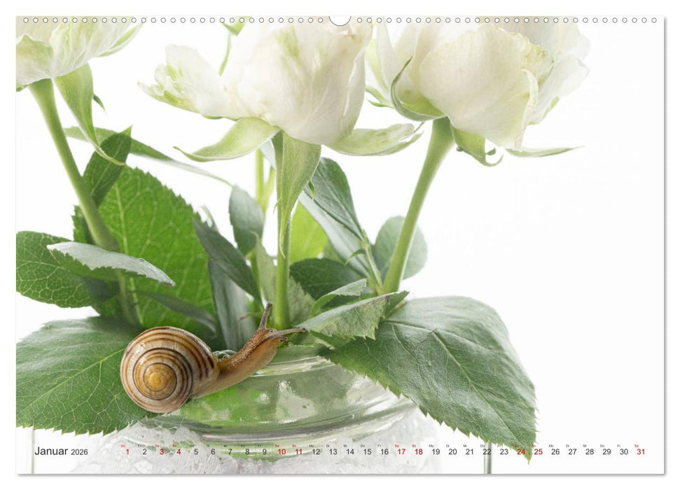 Schnecken im Studio (CALVENDO Wandkalender 2026)