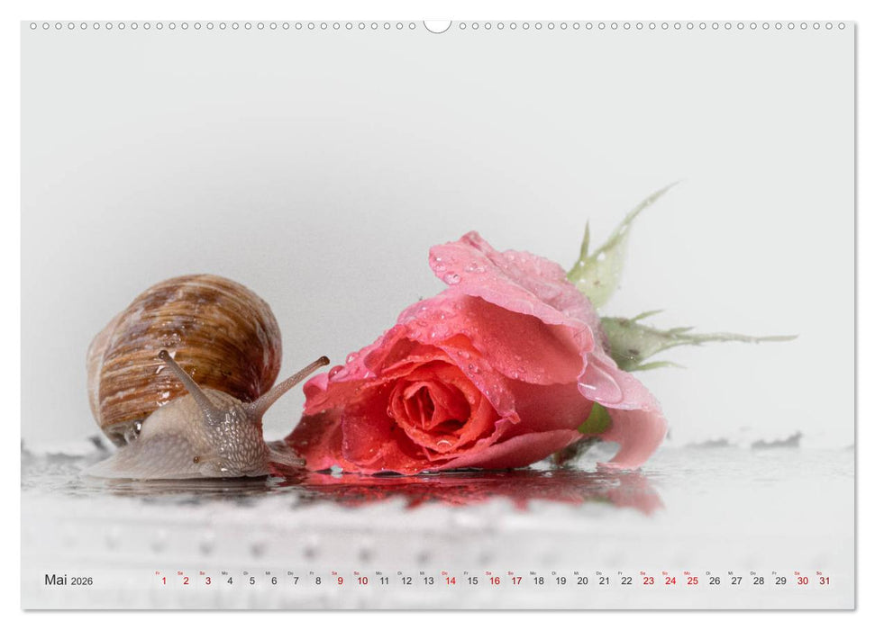 Schnecken im Studio (CALVENDO Wandkalender 2026)