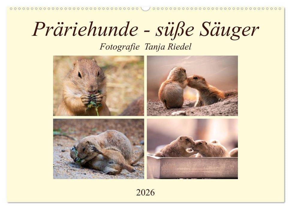 Präriehunde - süße Säuger (CALVENDO Wandkalender 2026)