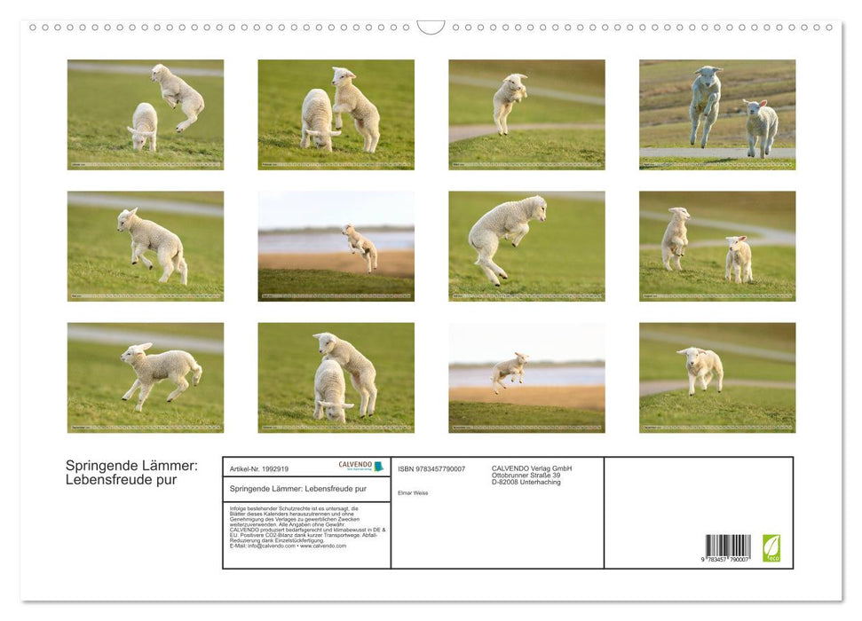 Springende Lämmer: Lebensfreude pur (CALVENDO Wandkalender 2026)