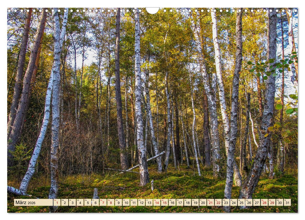 Herbst im Schwenninger Moos (CALVENDO Wandkalender 2026)