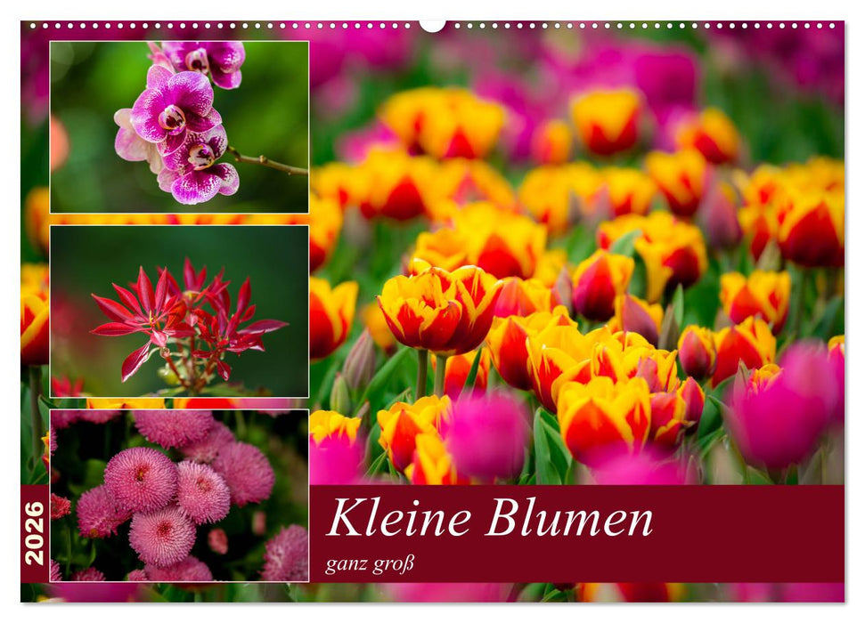 Kleine Blumen ganz groß (CALVENDO Wandkalender 2026)