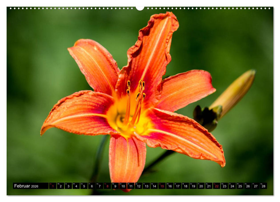 Kleine Blumen ganz groß (CALVENDO Wandkalender 2026)