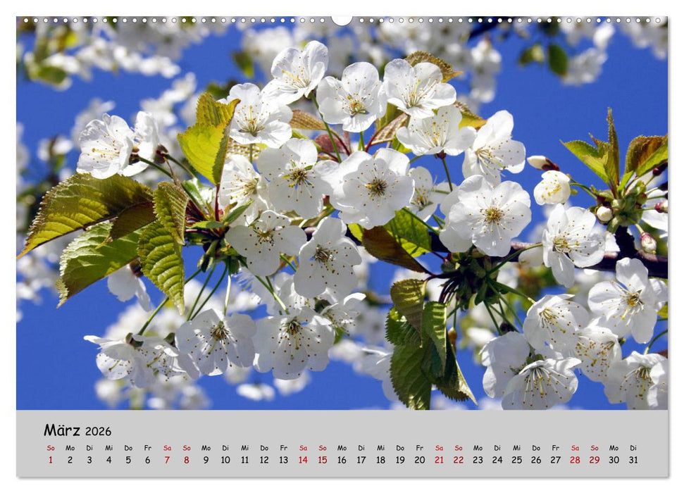 Blumen überall, zur Freude Menschen (CALVENDO Wandkalender 2026)