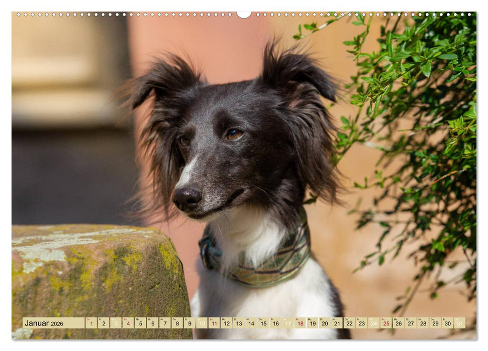 Elegante Silken Windsprite (CALVENDO Wandkalender 2026)