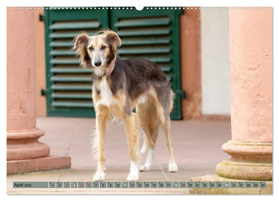 Elegante Silken Windsprite (CALVENDO Wandkalender 2026)