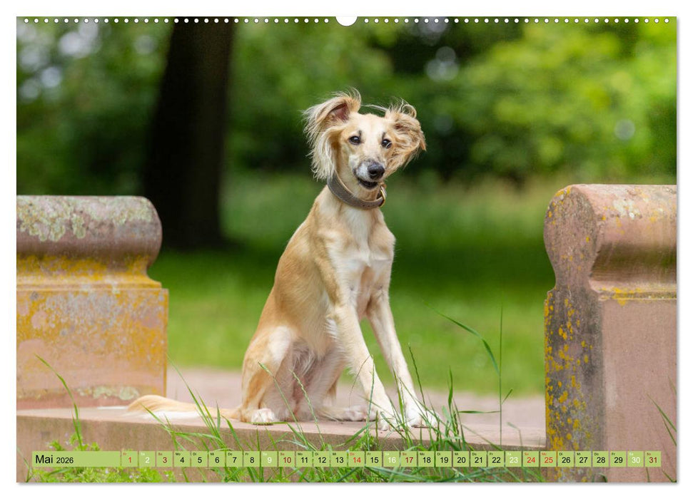 Elegante Silken Windsprite (CALVENDO Wandkalender 2026)