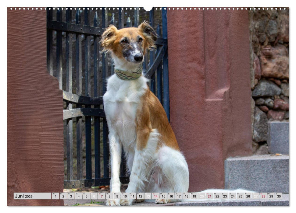 Elegante Silken Windsprite (CALVENDO Wandkalender 2026)