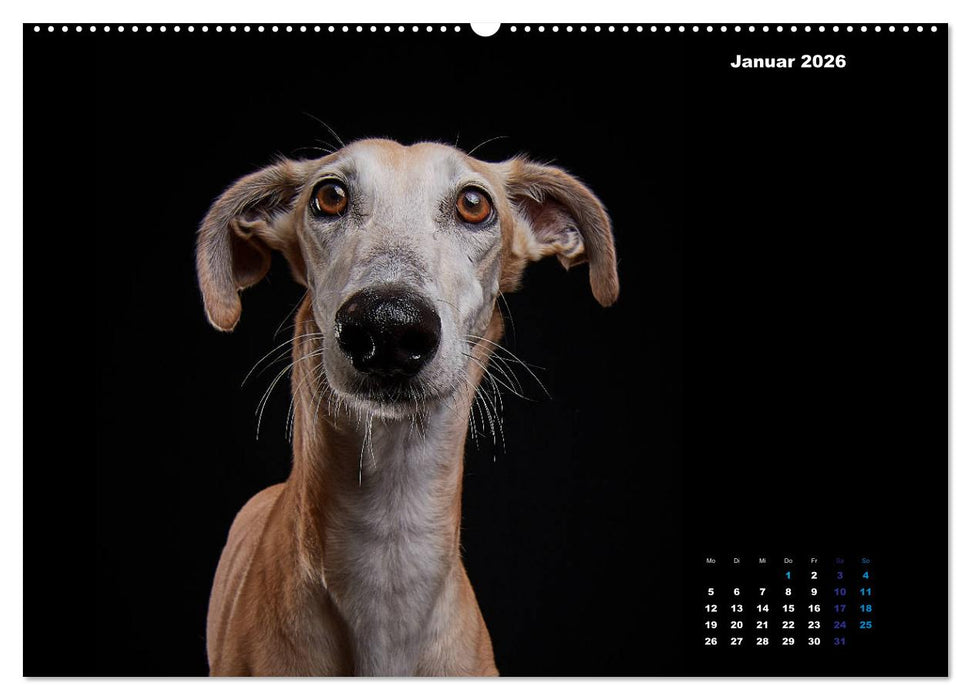Die Stimme der Windhunde (CALVENDO Wandkalender 2026)