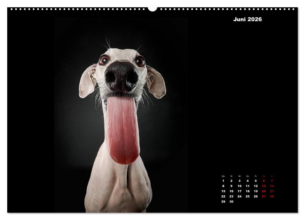 Die Stimme der Windhunde (CALVENDO Wandkalender 2026)