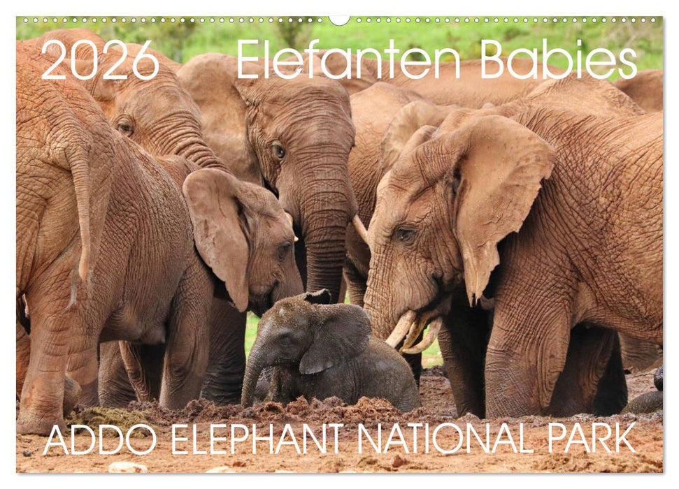 ADDO ELEPHANT NATIONAL PARK Elefanten Babies (CALVENDO Wandkalender 2026)