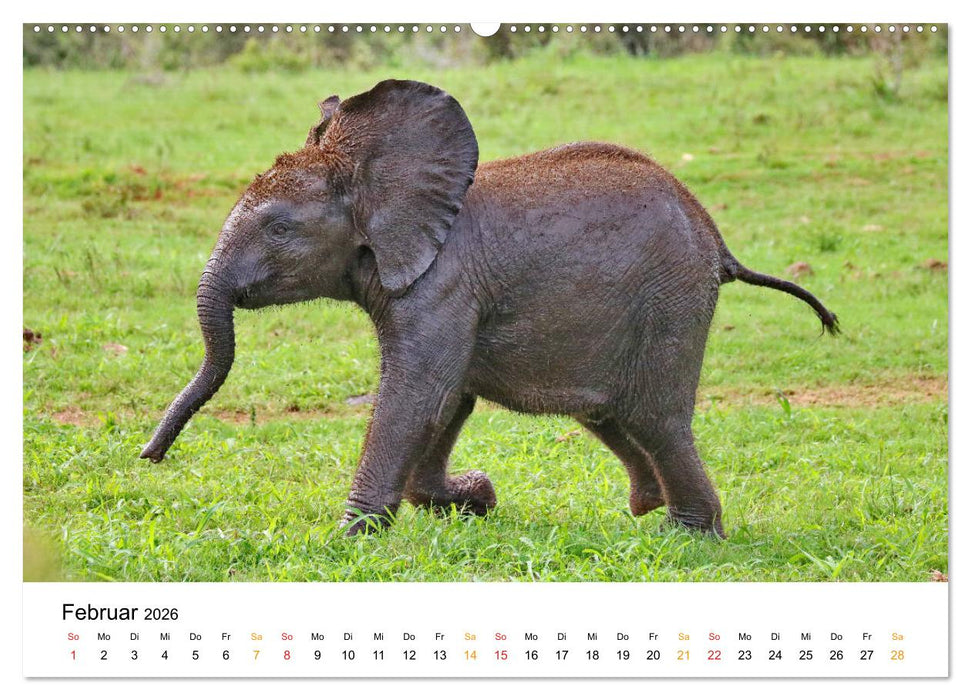 ADDO ELEPHANT NATIONAL PARK Elefanten Babies (CALVENDO Wandkalender 2026)