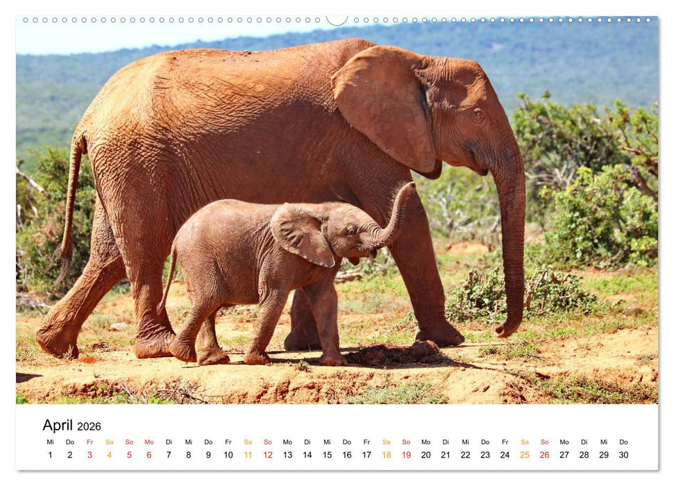 ADDO ELEPHANT NATIONAL PARK Elefanten Babies (CALVENDO Wandkalender 2026)