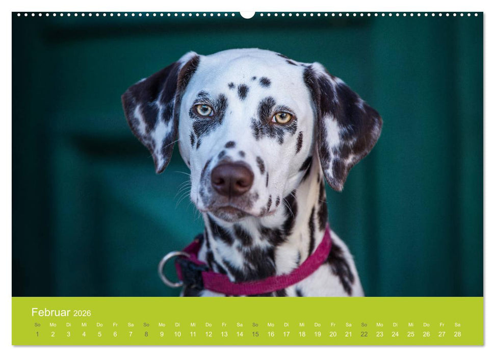 Traumschnauzen (CALVENDO Wandkalender 2026)