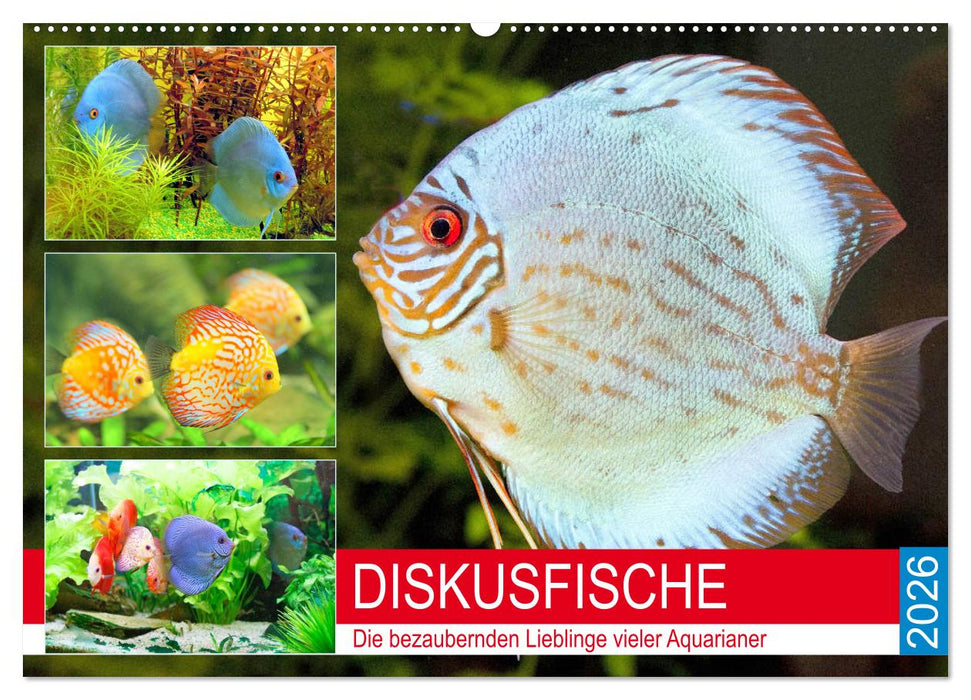 Diskusfische. Die bezaubernden Lieblinge vieler Aquarianer (CALVENDO Wandkalender 2026)