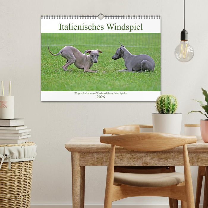 Italienisches Windspiel (CALVENDO Wandkalender 2026)
