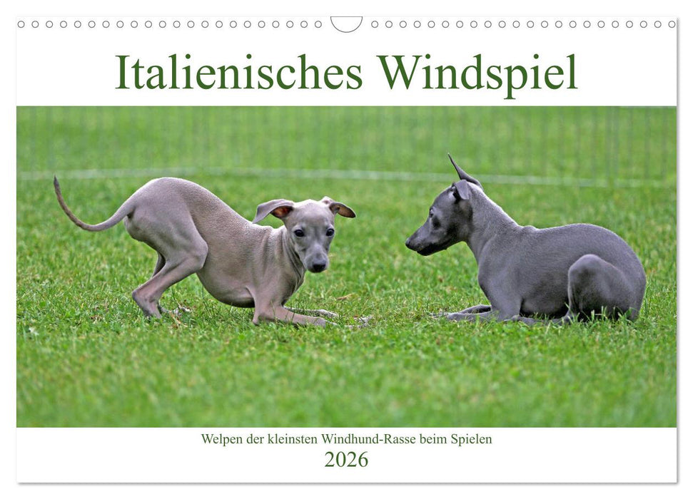 Italienisches Windspiel (CALVENDO Wandkalender 2026)