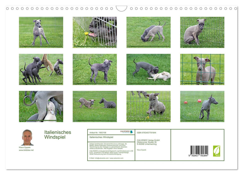 Italienisches Windspiel (CALVENDO Wandkalender 2026)