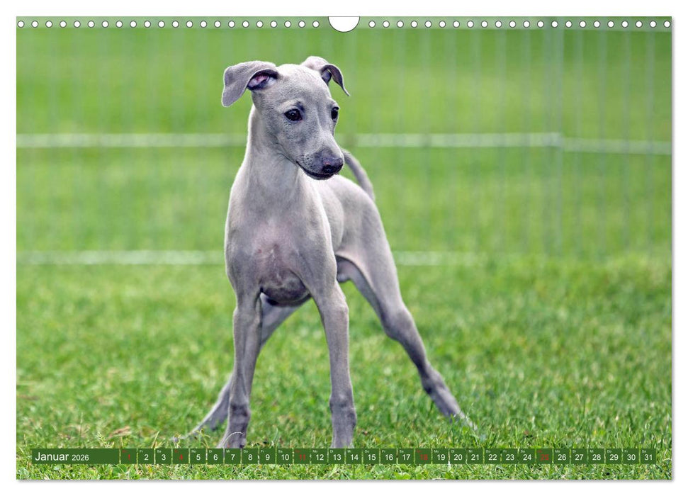 Italienisches Windspiel (CALVENDO Wandkalender 2026)