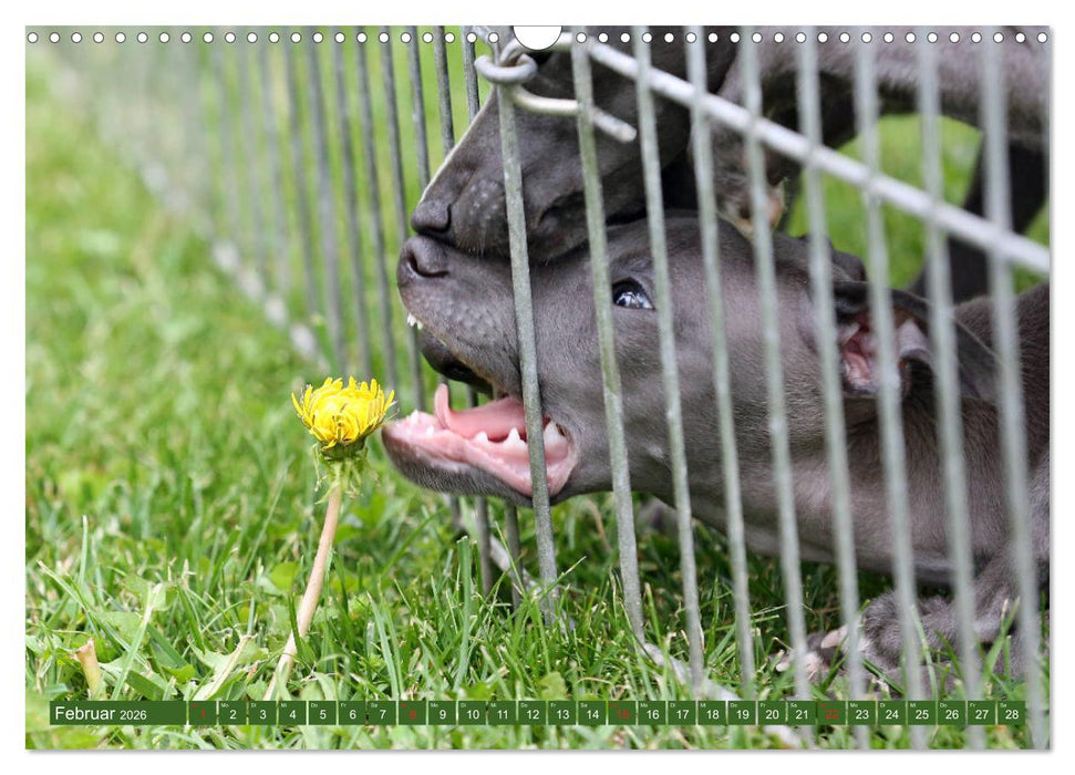 Italienisches Windspiel (CALVENDO Wandkalender 2026)