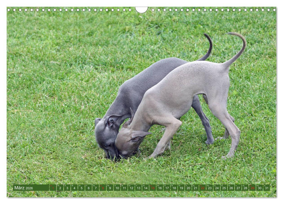 Italienisches Windspiel (CALVENDO Wandkalender 2026)