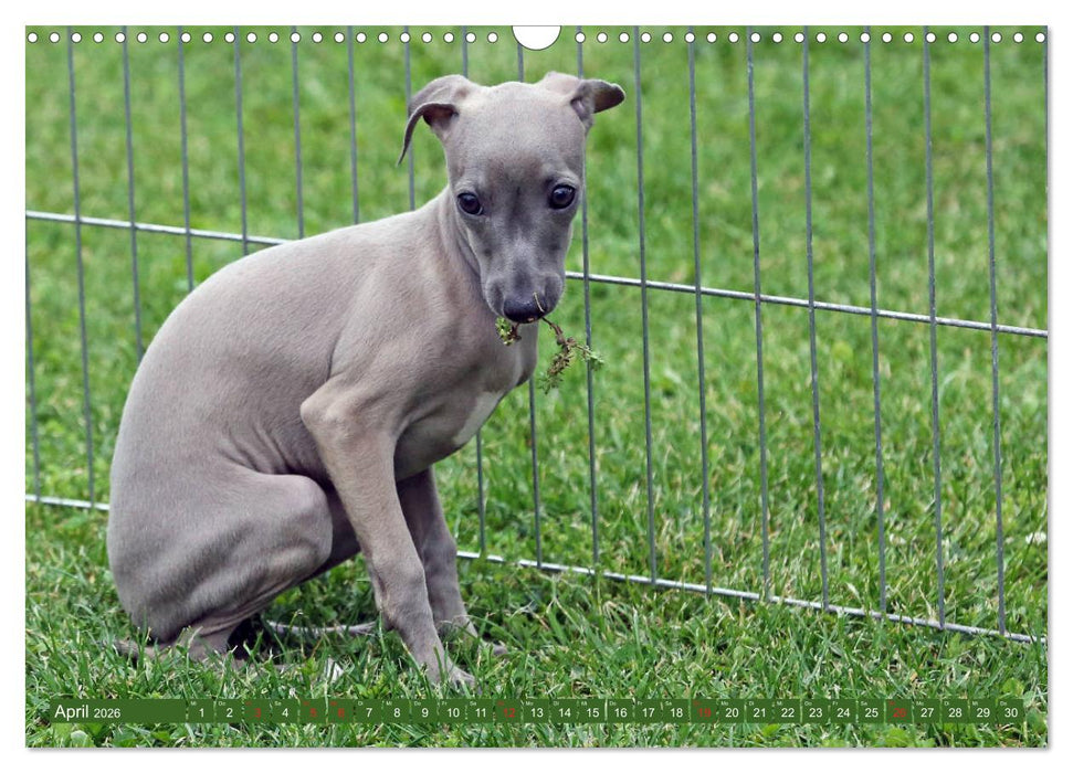 Italienisches Windspiel (CALVENDO Wandkalender 2026)