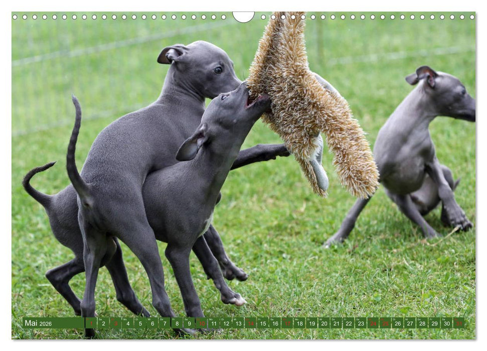 Italienisches Windspiel (CALVENDO Wandkalender 2026)