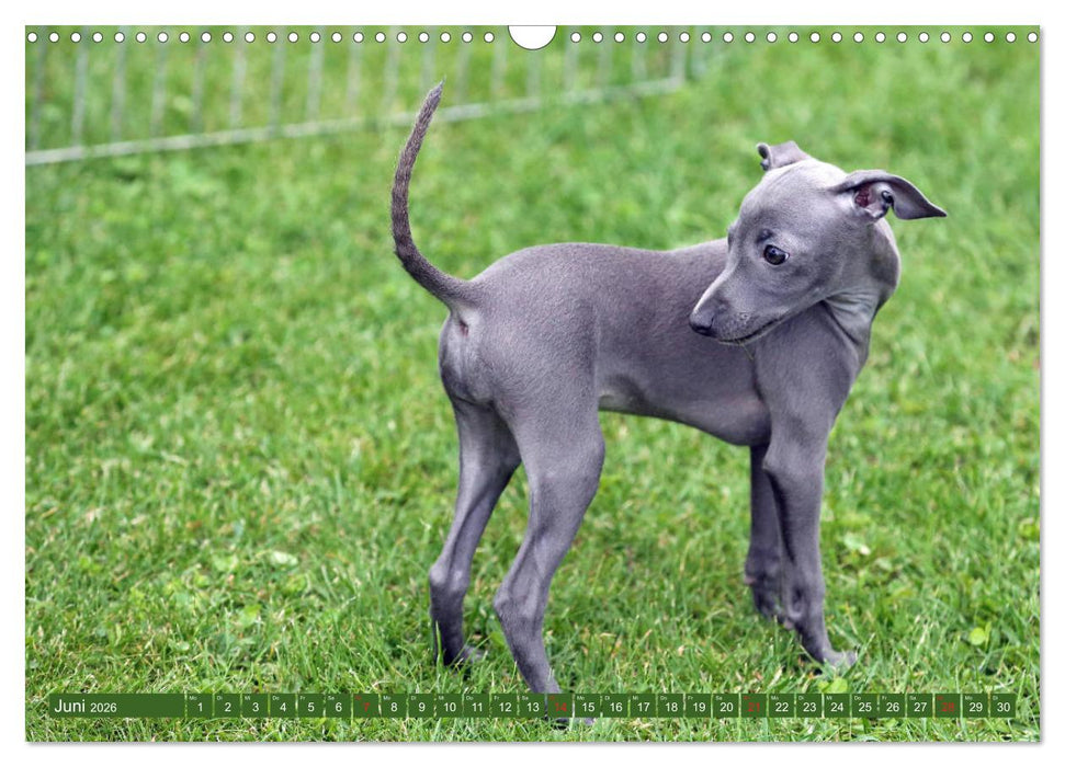 Italienisches Windspiel (CALVENDO Wandkalender 2026)