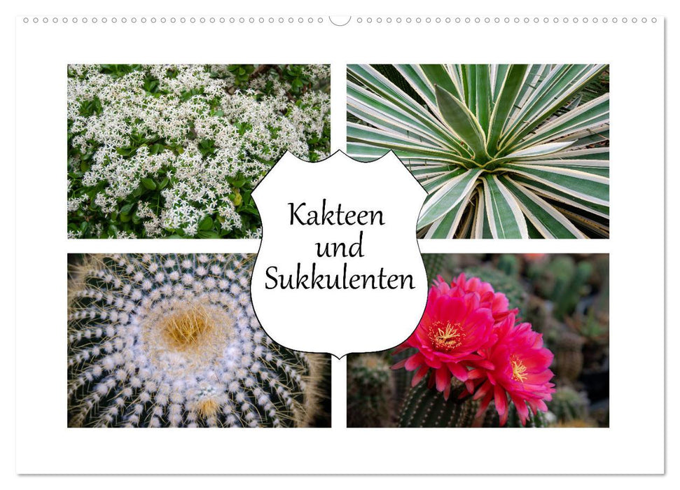 Kakteen und Sukkulenten (CALVENDO Wandkalender 2026)