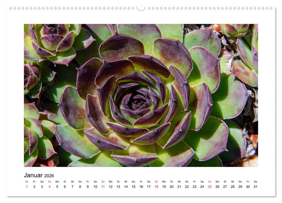 Kakteen und Sukkulenten (CALVENDO Wandkalender 2026)