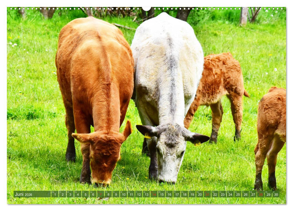 Eifeler Kuhwiesen (CALVENDO Premium Wandkalender 2026)